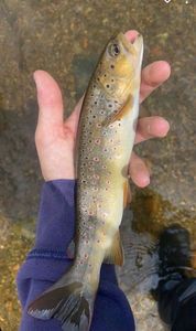Brown Trout