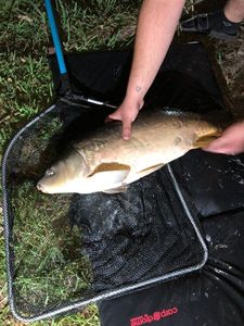 Mirror Carp