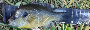 Bluegill