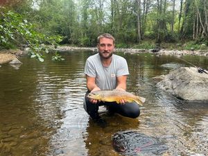 Brown Trout