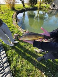 Mirror Carp