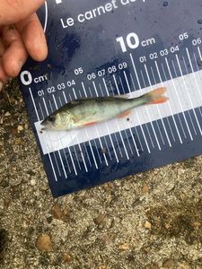 European Perch