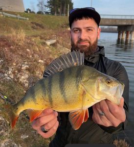 European Perch