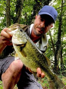 Largemouth Bass