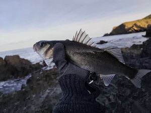European Bass (Seabass)