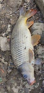 Common Carp