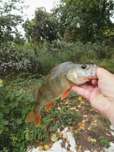 European Perch