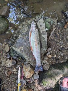 Rainbow Trout