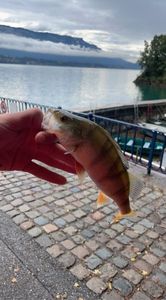 European Perch