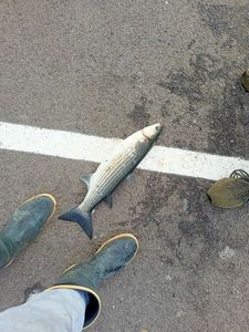 Golden grey mullet