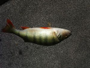 European Perch