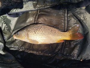 Common Carp