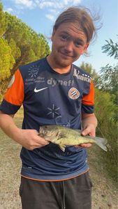 Largemouth Bass