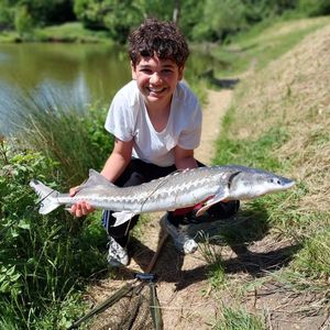 Dabry's Sturgeon