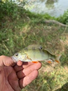 European Perch