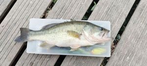 Largemouth Bass