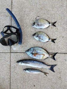 Common Two-banded Seabream