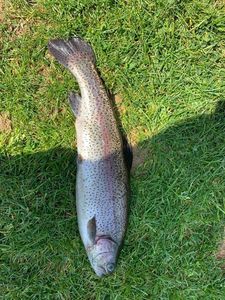 Rainbow Trout