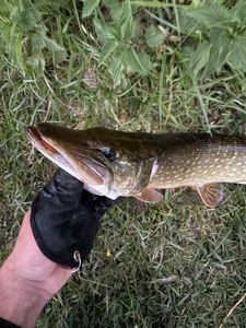 Northern Pike