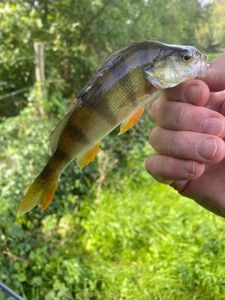 European Perch