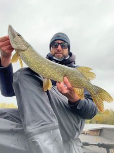 Northern Pike