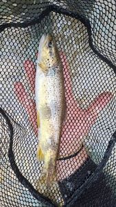 Brown Trout