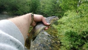 Brown Trout