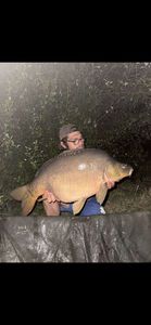 Mirror Carp