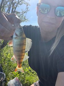 European Perch