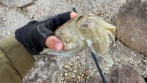 Common Cuttlefish