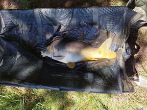Mirror Carp