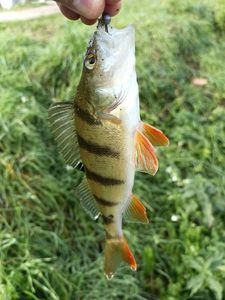 European Perch