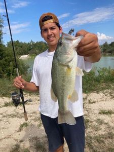 Largemouth Bass