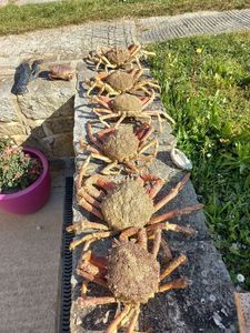 Common Spider Crab