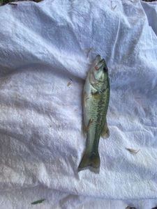 Largemouth Bass