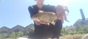 Common Bream