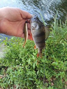 European Perch