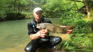 Brown Trout