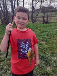 Green Sunfish