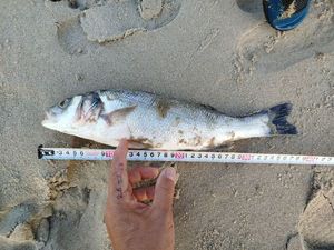 European Bass (Seabass)