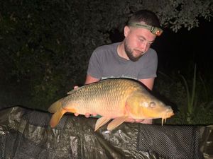 Common Carp