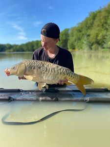 Mirror Carp