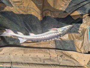 Sturgeon