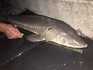 Sturgeon