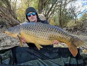 Common Carp