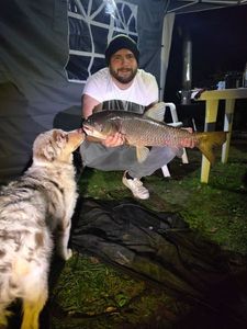 Grass Carp