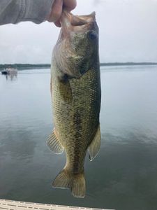 Largemouth Bass