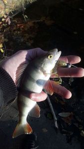 European Perch