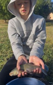 Tench