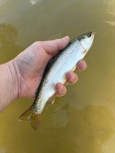 Rainbow Trout